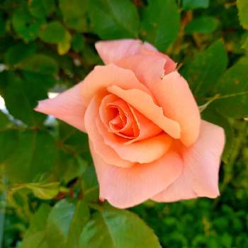 美しい薔薇の画像 by たんぽぽおばちゃんさん | 広い庭と平和な世の中を願うと癒し効果と美しい薔薇と笑顔いただきと北海道