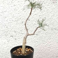 多肉植物,観葉植物,塊根植物,コーデックス,珍奇植物の画像