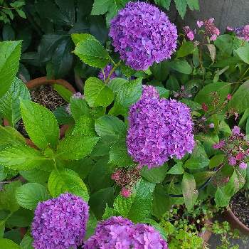 紫陽花ブリーディングセレクションの投稿画像一覧 Greensnap グリーンスナップ