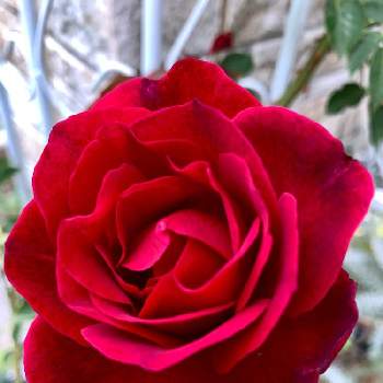 オデュッセイア♡の画像 by miyaouさん | ばら バラ 薔薇とバラの家とオデュッセイア♡とおうち園芸とロサオリエンティス