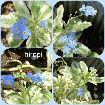 わすれな草の画像 by ヒロッピーさん | 小さな庭と青い花とわすれな草
