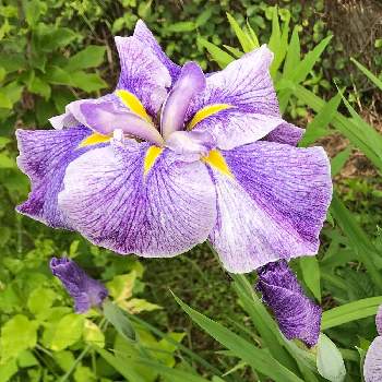 紫色の画像 by mokoさん | 畑と花菖蒲（はなしょうぶ）とスマホ撮影と紫色と癒しと感謝と我が家と祈りとありがとうと綺麗と令和4年と花のある暮らしとかわいいと6月とiPhone撮影
