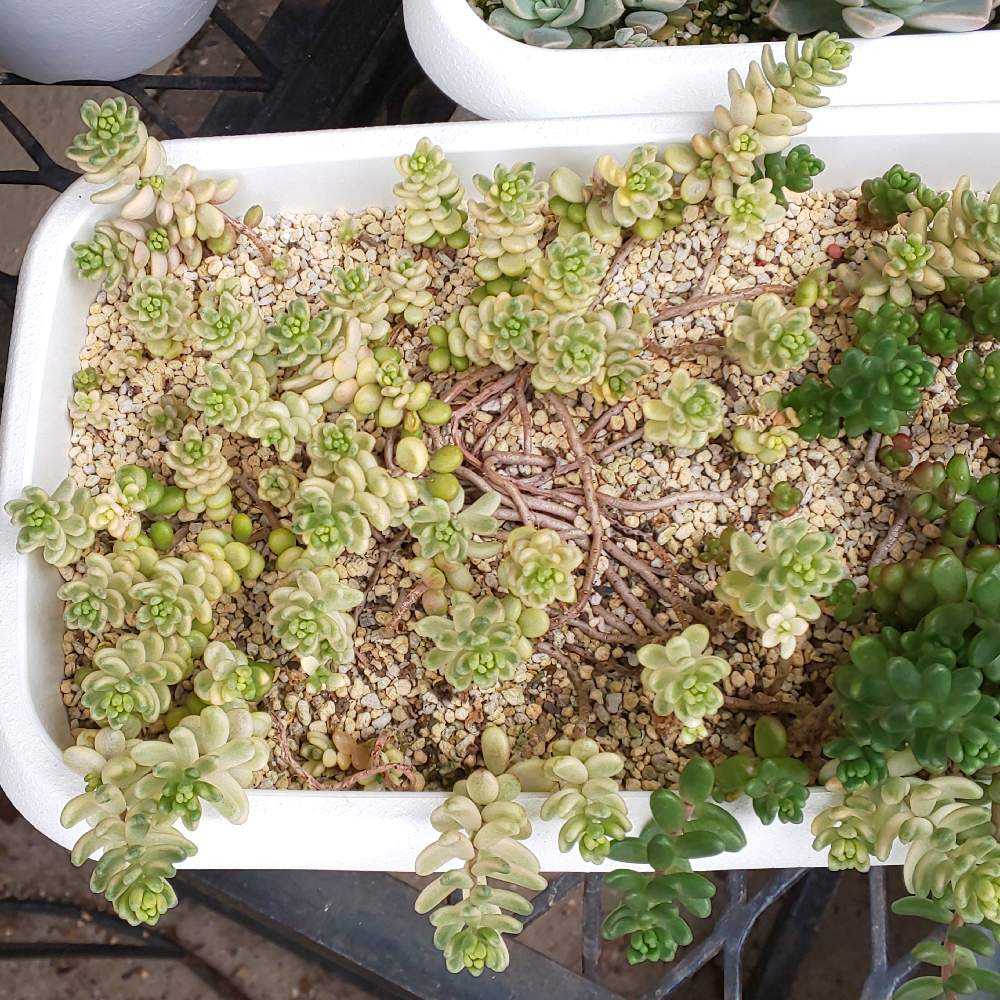 多肉植物 セダム 斑入り浜万年草 浜万年草錦 カット苗 ◇(082 多肉植物 セダム 斑入り浜万年草 浜万年草錦 カット苗 ◇(082