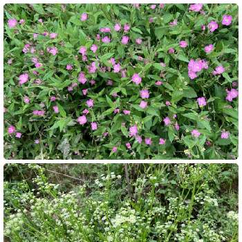 セロリ！の画像 by ユメコさん | 畑とセロリ！と静岡県民です！とアカバナユウゲショウの花