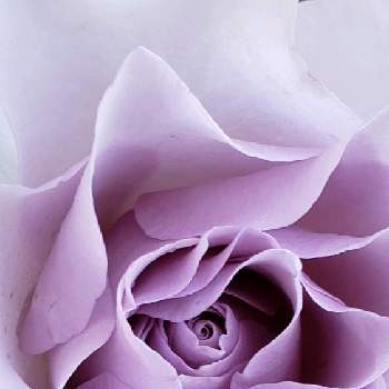 バラ ニューウェーブの投稿画像一覧 Greensnap グリーンスナップ