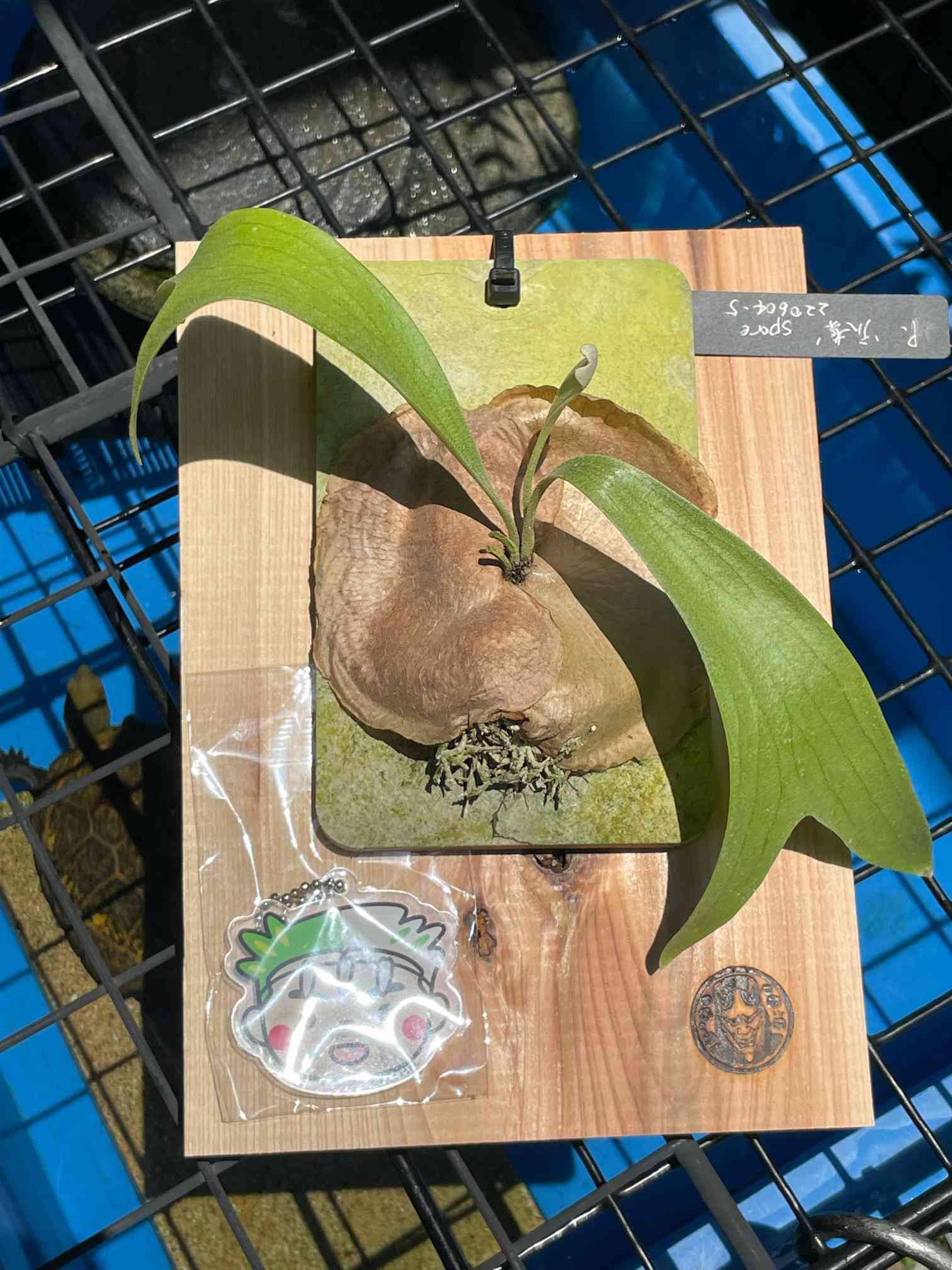 村長の直売所　ビカクシダ モリフィー2 仮名 村長の直売所 ビカクシダ モリフィー2 仮名