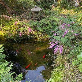 庭の池の画像 by アンジュローズ      徳島　阿南さん | 小さな庭とはぎとシダ類と庭萩と金魚と庭の花と田舎の庭と庭の池