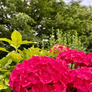 アジサイ,赤い花,花壇,落葉低木,植栽の画像