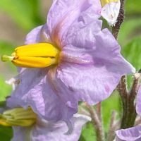 ジャガイモ,花壇,ガーデニング,野菜の花,自家製野菜の画像