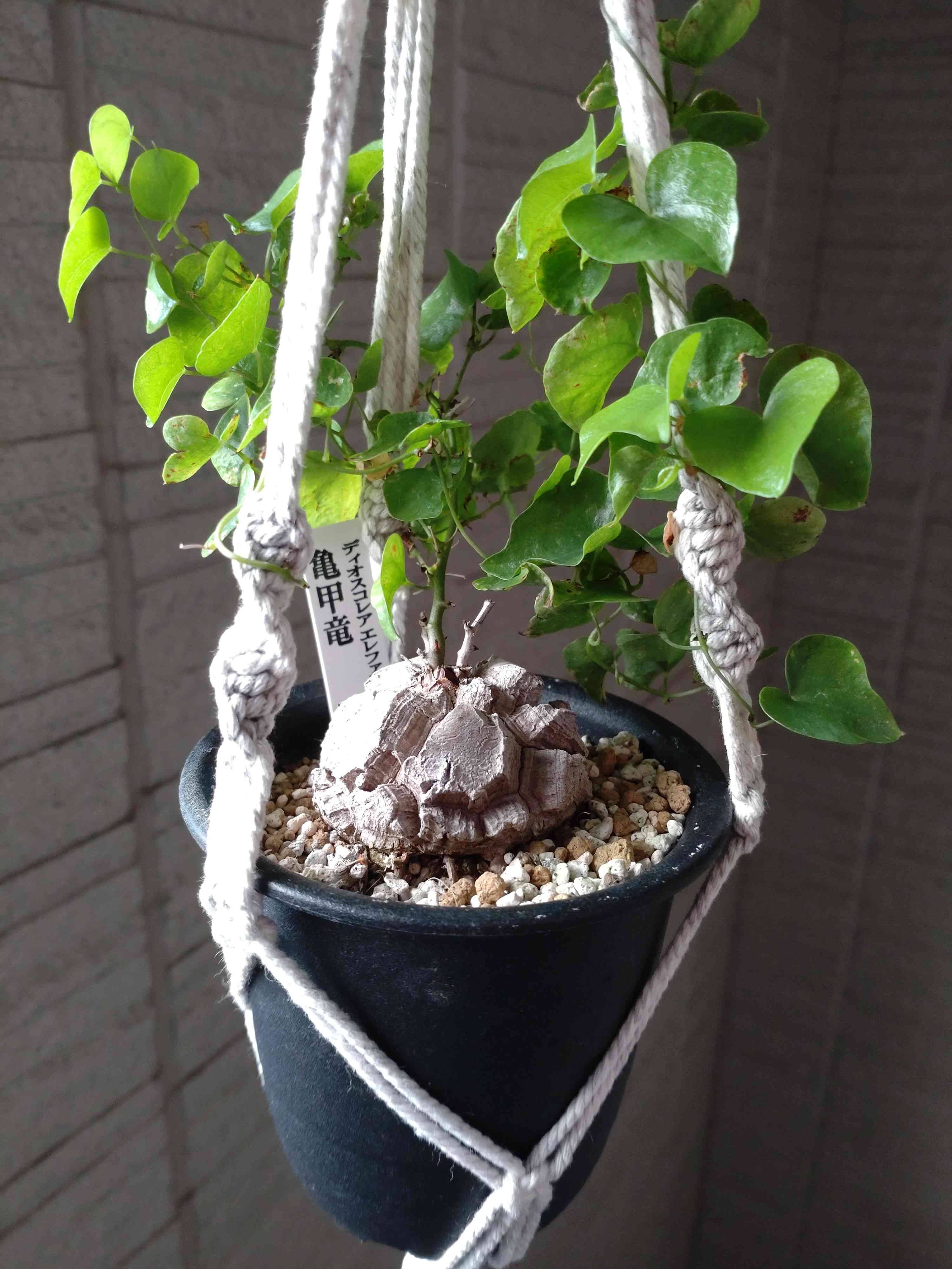 アフリカ亀甲竜の植え替え｜🍀GreenSnap（グリーンスナップ）