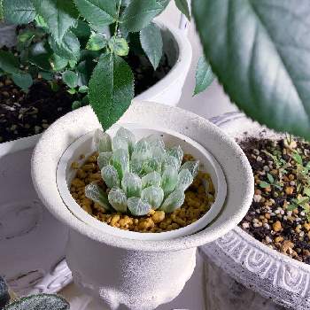植物用LEDの画像 by souyaさん | 部屋とハオルチア 白水晶と多肉植物とハオルチア白水晶と植物用LED