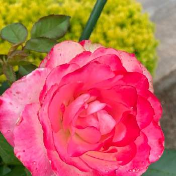 ジュビレ・デュ・プリンス・ドゥ・モナコの画像 by ごんたさん | 小さな庭とジュビレ・デュ・プリンス・ドゥ・モナコとバラ初心者とばら バラ 薔薇と薔薇のある暮らし♡とおうち園芸と#花のある暮らしと薔薇が好き❤と薔薇♪
