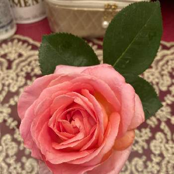 薔薇 エルの投稿画像一覧 Greensnap グリーンスナップ