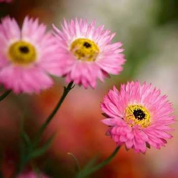 ローダンセの投稿画像一覧 Greensnap グリーンスナップ