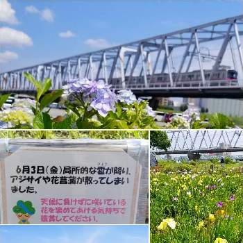 花菖蒲,アジサイ,ショウブ,季節を楽しむ,癒しの画像