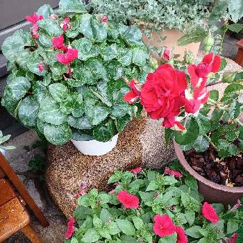 シクラメン ジックスの画像 by akisakura8さん | 窓辺とスカーレットボニカとシクラメン ジックスとよく咲くベチュニアとサカタのタネと種からとはじめての栽培とハルディンと赤い花と真っ赤な火曜日