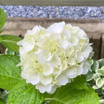 紫陽花 白紫陽花の投稿画像一覧 Greensnap グリーンスナップ