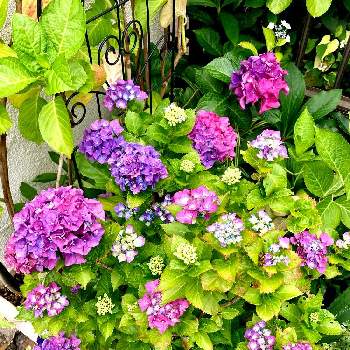 リシマキア・リッシー,ボンザマーガレット,紫陽花,花時間,癒しを求めての画像