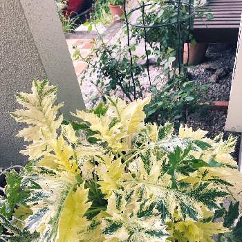 葉が美しいの画像 by りかおさん | 玄関とアカンサスモリスタスマニアエンジェルともりもりと花のある暮らしとインパクト大と葉が美しい