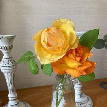 サハラ '98の画像 by ぷるんさん | 玄関とサハラ '98とグラハム トーマスとばら バラ 薔薇とお庭のお花とナチュラルガーデンとお花のある暮らしとナチュラルスタイルと花のある暮らしと薔薇♪