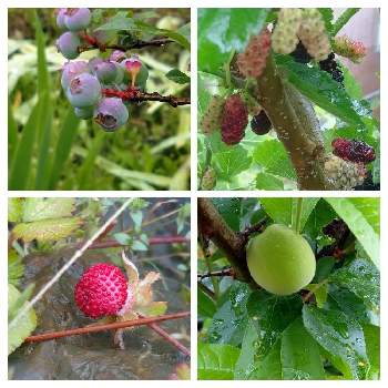 自然の恵みの画像 by ゆうさんさん | 小さな庭と野苺（のいちご）とくわの実と雨の日と自然の恵みとyu ＆ゆうクラブ