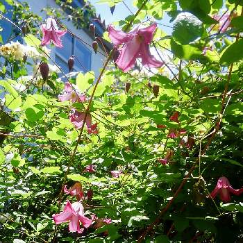 OpenGardenの画像 by *✿.吏禾.✿*さん | クレマチスとピンクの花とちいさな幸せ♡とOpenGardenと癒し…♡と꒰ღ˘◡˘ற꒱かわゅ~