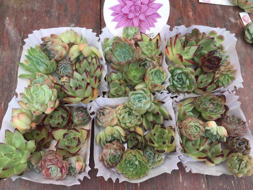 トロピカルガーデンさんの寄せ植えセット狩ってみた｜🍀GreenSnap