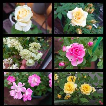 幸せな日の画像 by 天空のバラの五線譜さん | 小さな庭と幸せな日とおうち園芸と花のある暮らしとバラ・ミニバラと花色癒し