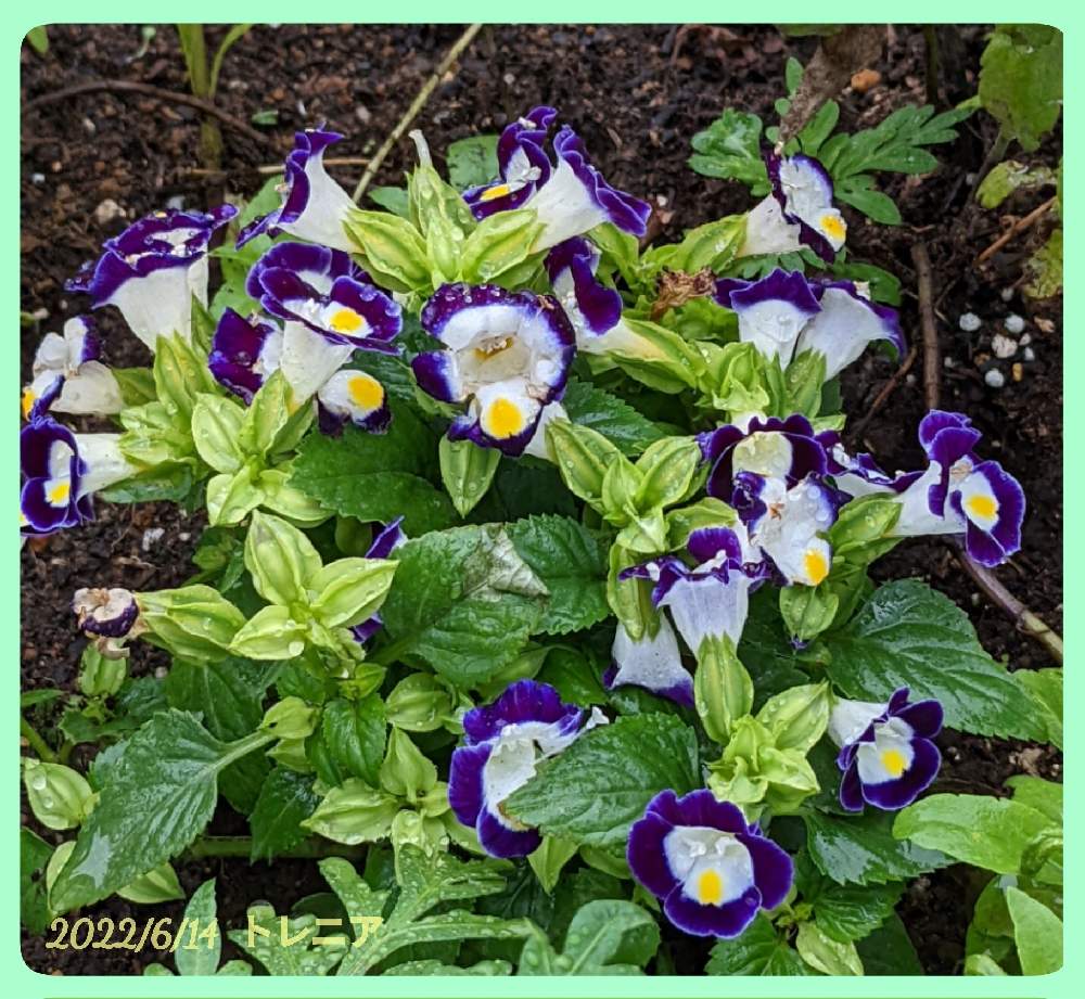 トレニア 夏すみれの投稿画像 By もぐjuhさん 紫色の花 と花色とお顔がこんにちはとgoogle Pixel5aとお出かけ先と紫色の花 と花色とお顔がこんにちはとgoogle Pixel5a 22月6月14日 Greensnap グリーンスナップ Greensnap グリーンスナップ