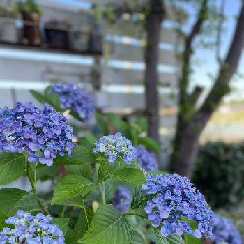 おたふく紫陽花の画像 by suuuchanさん | 小さな庭と紫陽花とアジサイ　紫陽花と花のある暮らしとおたふく紫陽花とおうち園芸