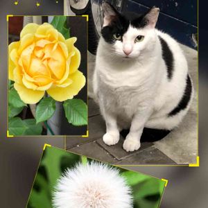 薔薇（黄色）,街猫小雪ちゃん,ありがとう♡,私の癒し,帰宅途中の出会いの画像