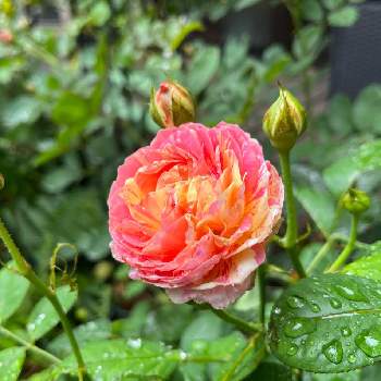 バラ・クロードモネの画像 by anneさん | 小さな庭とバラ・クロードモネとバラはいいなぁとおうち園芸と鉢植えとデルバールとバラが好きとバラを楽しむ