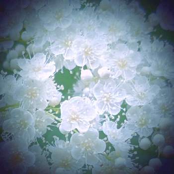 白い妖精の画像 by 秋草さん | 広い庭とナナカマドとニワナナカマドとグリーンアクセサリー♪とニワナナカマド✽とお花の夢♪と白い妖精とちっちゃいものクラブと白い花とお疲れ様です