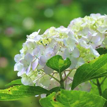 筥崎宮花庭園の投稿画像一覧 Greensnap グリーンスナップ