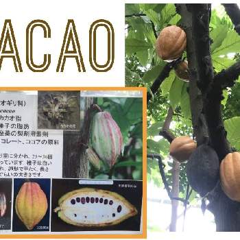 カカオの画像 by 君にバラバラさん | カカオと東京都薬用植物園とお役立ちと不思議な魅力とお散歩と薬草とiPhone撮影