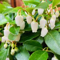 チェッカーベリー,かわいい,小さな幸せ♡,　白い花,白って綺麗だねの画像