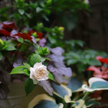 ヌマタクチナシの投稿画像一覧 Greensnap グリーンスナップ