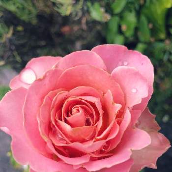 心ときめく☆の画像 by グリーンスムージーさん | 乙女ピンクといつもありがとう❣️とくるくるまき^o^とばら バラ 薔薇とピンクの花と水滴の水曜日とピンク❤︎ピンクとちっちゃな幸せとピンクワールドへ ようこそと心ときめく☆と水滴とかわいい♡♡