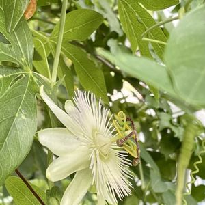 トケイソウ,花壇,白い花,多年草,熱帯植物の画像