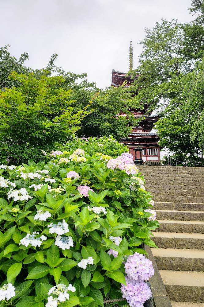 No.179 あじさい寺、本土寺へ。紫陽花と花菖蒲を訪ねて。2022/0614｜🍀GreenSnap（グリーンスナップ）