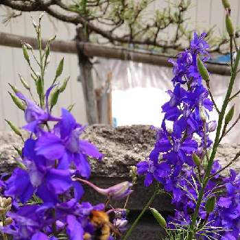 ラークスパーの投稿画像一覧 Greensnap グリーンスナップ