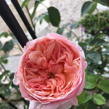 アップルローゼスの画像 by あきこさん | 小さな庭とばら バラ 薔薇とアルカーナと水曜ローズショーと毎日ローズショーとお家園芸と美しいと綺麗とアップルローゼスと可愛いとお花と薔薇♪とアプリコット色