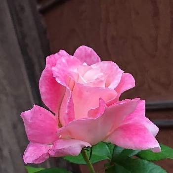 我が家のバラの画像 by 山ちゃんさん | バラ　エイプリルインパリと昨日のバラと水曜ローズショーと鉢植えと花のある暮らしと我が家のバラ