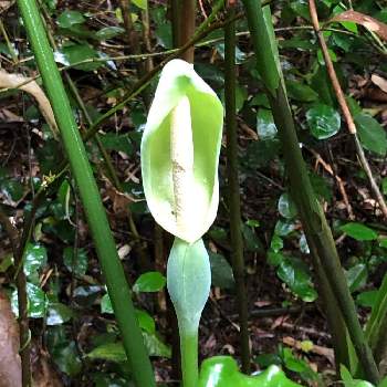 クワズイモ の花の一覧 Greensnap グリーンスナップ