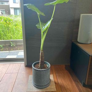 クワズイモ,観葉植物,鉢カバー,新しい仲間,購入記録の画像