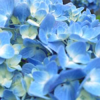 白から青への投稿画像一覧 Greensnap グリーンスナップ