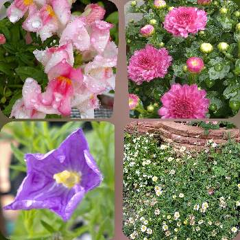 ガーデンマム ジジ,ニーレンベルギア,エリゲロン,キンギョソウ,お花を楽しむの画像