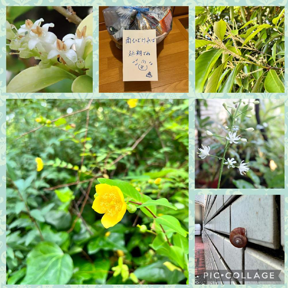 イボタノキの投稿画像 By ねこたんぽさん ヒペリカムとマテバシイとヤシュウハナセキショウとキュンキュン乙女倶楽部と道端徘徊同盟と山野草と職場と季語 とデートとキュンキュン乙女倶楽部no 2と草物盆栽と季節感と夏の季語と盆栽と多様性を愛する会とキュンキュン乙女