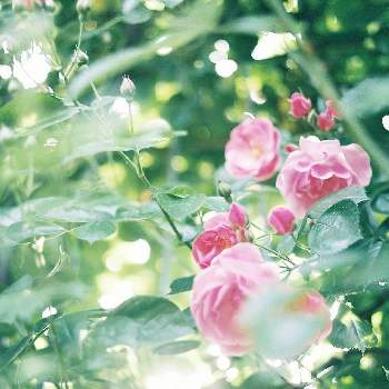 癒しのグリーンの画像 by yohiさん | お出かけ先とバラ、薔薇、ばらとバラとばらとフィルムカメラとばら バラ 薔薇と癒しのグリーンと可愛い花と公園とお散歩写真とガーデニング初心者とガーデニングと公園散歩と道端とお散歩とお花は癒しとバラ・ミニバラとフィルム写真とバラを楽しむ
