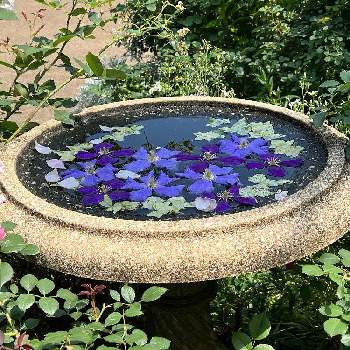 横浜 港の見える丘公園の投稿画像一覧 Greensnap グリーンスナップ